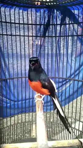 Lovebirdnya 11 detik 🧭 . . . #fyp #kicaumania #muraibatu #burung #bird 