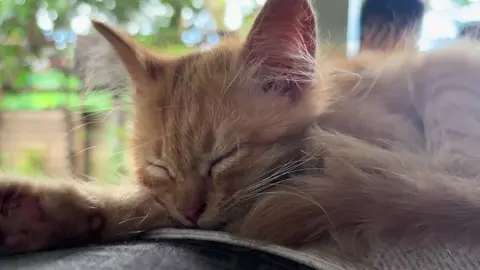 Music to her ears. @biancadeveraa  #nanditoako #fyp #cat #sleepycat 