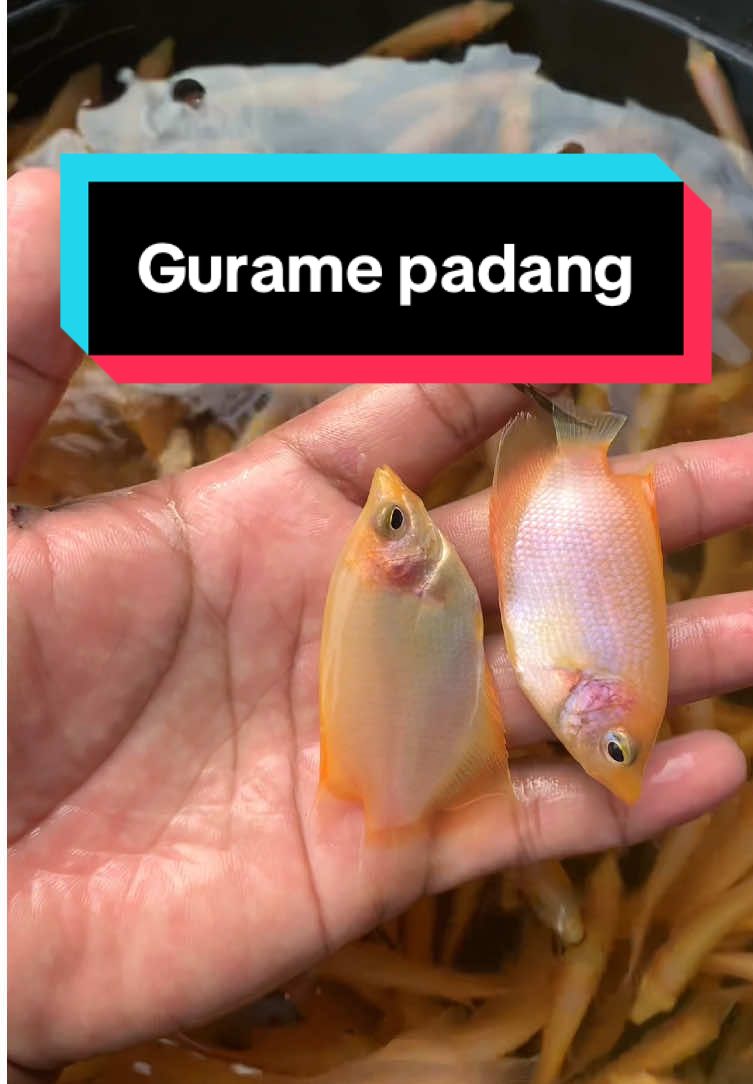 Gurame padang sz silet #gurame #ikangurame #guramepadang #bibitguramepadang #guramejabodetabek 
