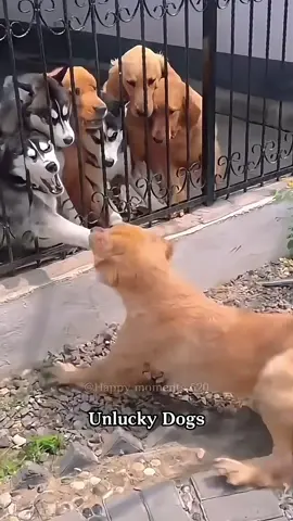 Unlucky dogs 😂😂 #dog #funnydog #unlucky #animals #pet 