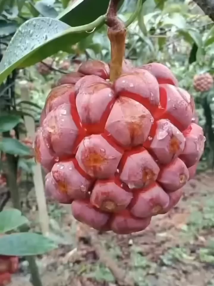 Chinese Kadsura Cutting tree ASMR video #satisfyling #fruit #shorst #ai #fruitcutting #foryou #grow #fyp #viral #aiglassfruitcutting #asmrsounds #trending