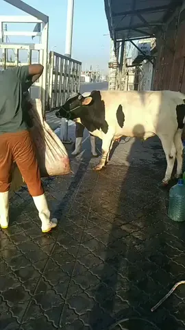 #اللهم_صل_على_محمد_وآل_محمد_وعجل_فرجهم  #ذبيحة اليوم إن شاء الله  كله عجل عراقي درجه اولى  #تفاعل #اكسبلور  حياكم الله زبانه الكرام 