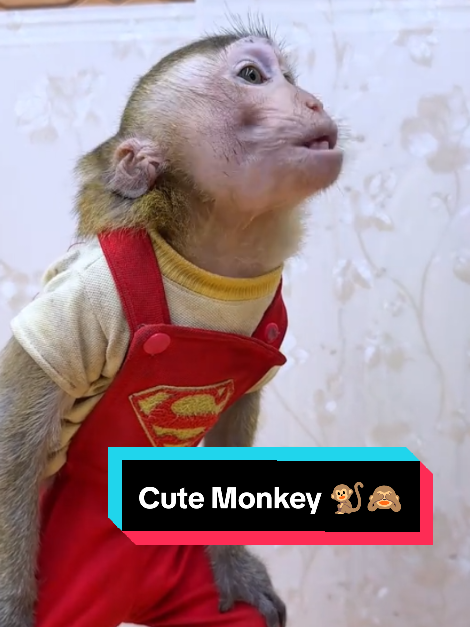 Cute Monkey Videos  #MONKEY #NANA #Babymonkey #Funy #viralanimals 