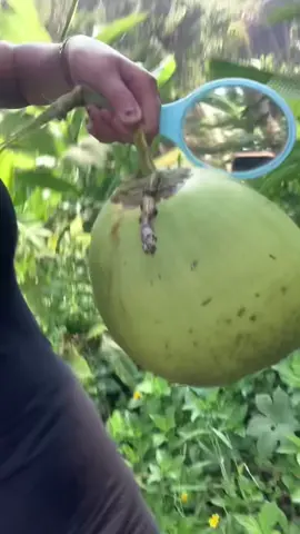 ayok nyari kelapa bareng 
