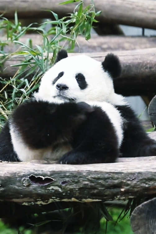 Panda #Panda #cute Animal #Funny Video #Funny Animal #For You