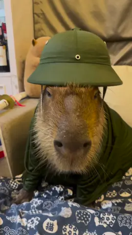 #capybara #loveyou #peace 