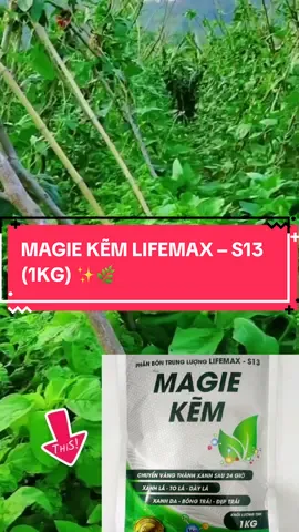 MAGIE KẼM LIFEMAX – S13 (1KG) ✨🌿 👉 Giải pháp cực nhanh giúp cây xanh lá – to lá – dày lá – bóng trái – đẹp trái ⸻ 🌟 Công dụng nổi bật ✅ Chuyển vàng thành xanh chỉ sau 24h – phục hồi cây nhanh chóng. ✅ Bổ sung Magie (Mg) & Kẽm (Zn) giúp tăng cường quang hợp, dày lá, xanh lá mướt. ✅ Giúp trái xanh da, bóng đẹp, phát triển đồng đều. ✅ Hạn chế hiện tượng vàng lá, nghẹn đọt, rụng lá non do thiếu trung vi lượng. ✅ Phù hợp cho nhiều loại cây trồng: rau màu, cây ăn trái, hoa kiểng, cây công nghiệp… ⸻ 📦 Quy cách 	•	Khối lượng: 1kg/gói 	•	Dạng bột, dễ hòa tan, dễ sử dụng ⸻ 💰 Giá bán ưu đãi 🔥 Chỉ còn 72.500đ/gói (giảm ngay 15% so với giá gốc 85.000đ) 🎁 Ưu đãi thêm giảm 7,5K khi mua online ⸻ 👉 Bà con cần cây khỏe – lá xanh – trái đẹp thì Magie Kẽm Lifemax – S13 chính là lựa chọn hoàn hảo! 🌱 #vtnnsaovang #nongnghiepsaovang #nongnghiepvietnam #magiekem #phanbonlamagiekem 