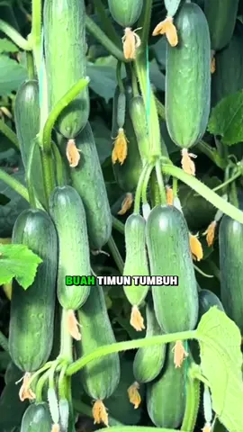 Cara memberbasar dan lebat buah timun, timun mulus terbebas dari hama #timun #petanitimun #bibittimun #pupuktimun #boostertimun 
