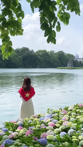 Hoan Kiem Lake is filled with blooming hydrangeas #vietnam #travel #hanoi #thuhanoi #independenceday 
