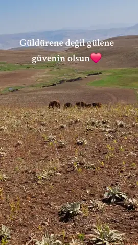 Şerevdinin güzeliği 