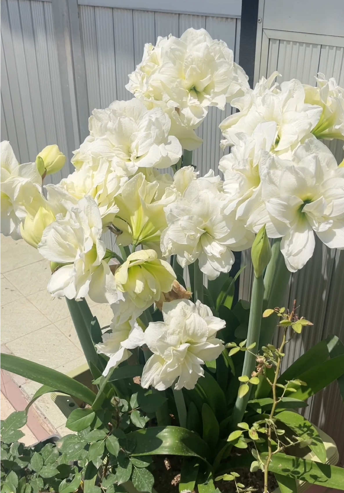 Hoa Lan Huệ cánh kép🌸🌸 xinh ghia lun á😍 #hoadep #hoacaycanh #hoasanvuon #hoalanhue #hoalanhuecanhkep 