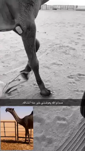 #الصفر #الابل_عطايا_الله_عشاق_البداوة_🐪😍 #مزاين_الصياهد #الشعب_الصيني_ماله_حل😂😂 