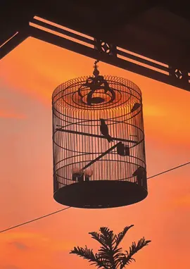 Nature is me with bird singing #murai #muraibatu #muraibatuindonesia #muraibatumania #kicaumania 