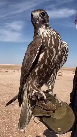 #قرناس_وحش #فرخ_حر #نادي_الصقور_السعودي #السعوديه #صقاقير_الخليج #الصقار #فاخر #فرخ_حر_فاخر #المماكه_العربيه_السعوديه🇸🇦 #سيبيري #ملهم #ترند #اكسبلور 