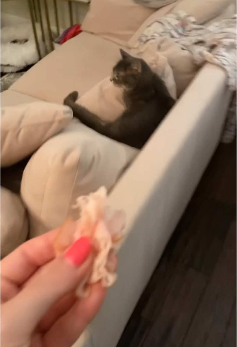 They looked like they hadn’t eaten in years#cat#cats#funny #catsoftiktok #kitten #cutecat #foryoupage #funnycats #catlover #catvideo #fyp #pet 