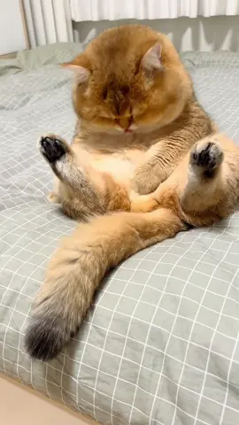 摸摸之後再看看邊上的貓妹妹#cat #cutecat #funnycat #kitty #catsoftiktok 