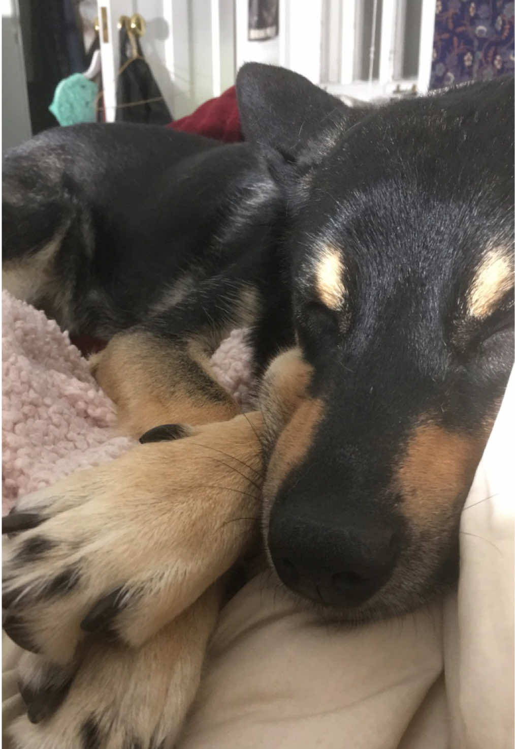8/22/2018🖤 missing you a little extra today  my forever soul dog #rainbowbridge #valentina #doglover #fyp 