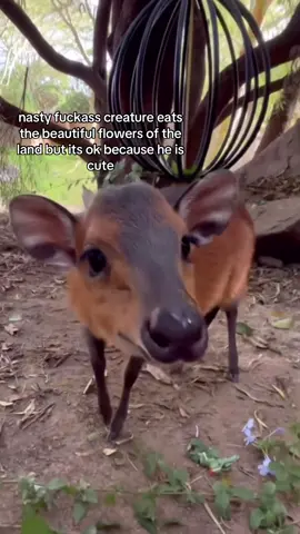 its the little smile omg i cant #spirituality #deer 