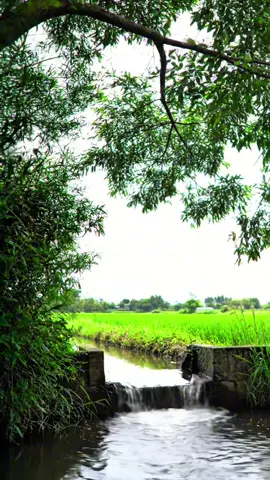 #ធម្មជាតិ #ជីវិតអ្នកស្រែ #ទេសភាពស្រុកស្រែ🌄🏜️🌱🌼🌾🐟 #fyp #foryou 