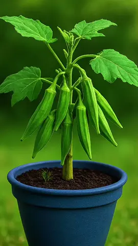 How to Grow Okra at Home 🌿  GardeningTips #CardamomPlant #HomeGarden   #foryou   #PotGardening   #fyp 