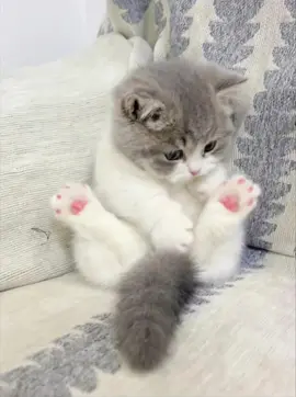 😻😽#cat #babycat #foryou #funny #adorable #cute #cutecat #cutetok #cattok 