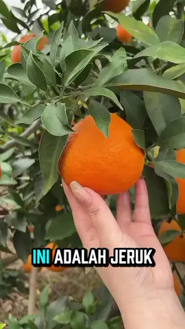 check out sekarang! . . . #jeruk #buah #bibit #fyp #xybca 