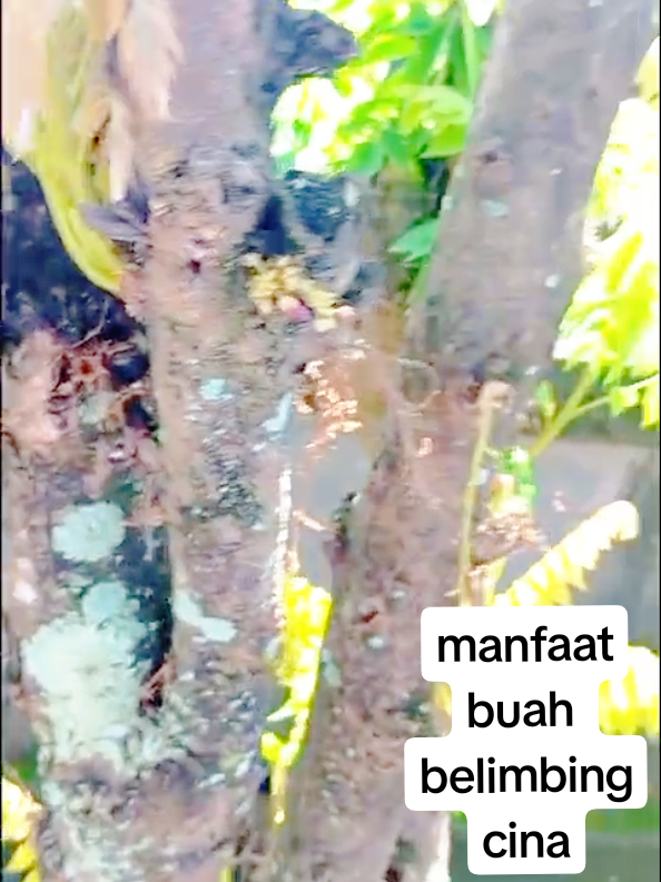 Manfaat Buah Belimbing Cina buat kecantikan 𝘽𝙞𝙗𝙞𝙧 𝙢𝙚𝙧𝙖𝙝 𝙖𝙡𝙖𝙢𝙞: belimbing+ gula pasir+kunyit gosok perlahan di area bibir dan biarkan 15 menit  lalu bilas 𝙥𝙚𝙣𝙘𝙚𝙧𝙖𝙝 𝙨𝙡𝙚𝙣𝙜𝙠𝙞 𝙙𝙖𝙣 𝙠𝙚𝙩𝙞: belimbing+baking soda+bubuk kopi  gosokkan secara merata di slengki dan keti ulangi seminggu 3x slengki dan keti jadi lebih cerah dan glowing 𝙢𝙚𝙣𝙮𝙖𝙢𝙖𝙧𝙠𝙖𝙣 𝙛𝙡𝙚𝙠 𝙙𝙖𝙣 𝙣𝙤𝙙𝙖 𝙗𝙚𝙠𝙖𝙨 𝙟𝙚𝙧𝙖𝙬𝙖𝙩: belimbing+minyak zaitun haluskan buah belimbing campur dengan minyak zaitun jadikan sebagai masker buat wajah 