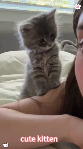 Cute kitten 🐈❤️#foryou #catsoftiktok #kitten #cute #lovestory #Love 
