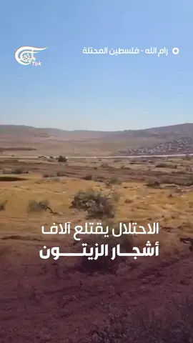 جرّافات تقوم بجرف مئات الدونمات واقتلاع آلاف أشجار الزيتون في قرية المغير شرق #رام_الله #الميادين #almayadeentok