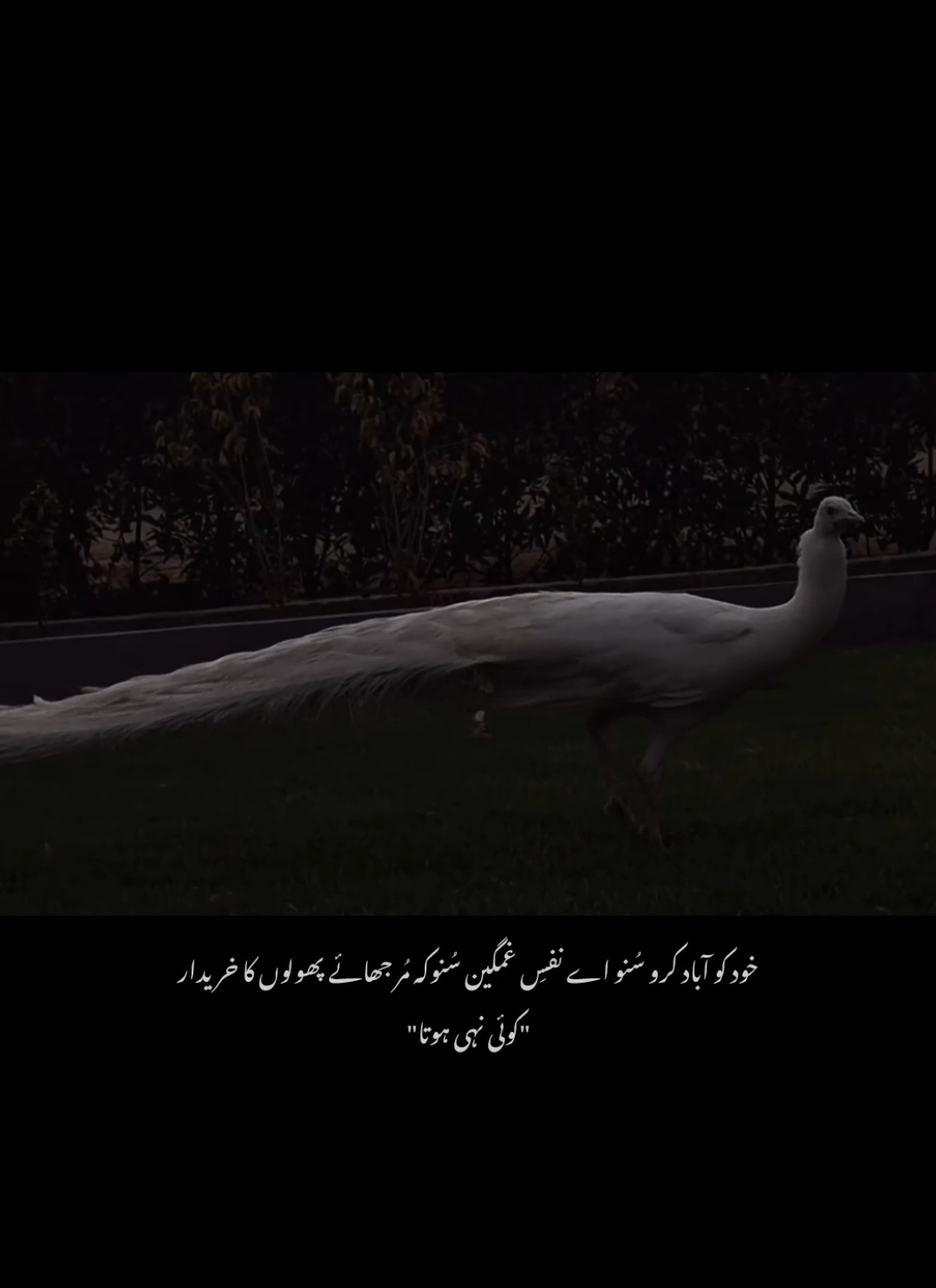 ❤️‍🩹🥀 #fyp #foryoupage #viralvideo #tiktokpakistan #urdushayari 