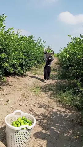 Her film  sahnesinde güzel🫡😉#fypシ゚ #keşfett #tarla #tarsus33 #keşfetteyizzz 