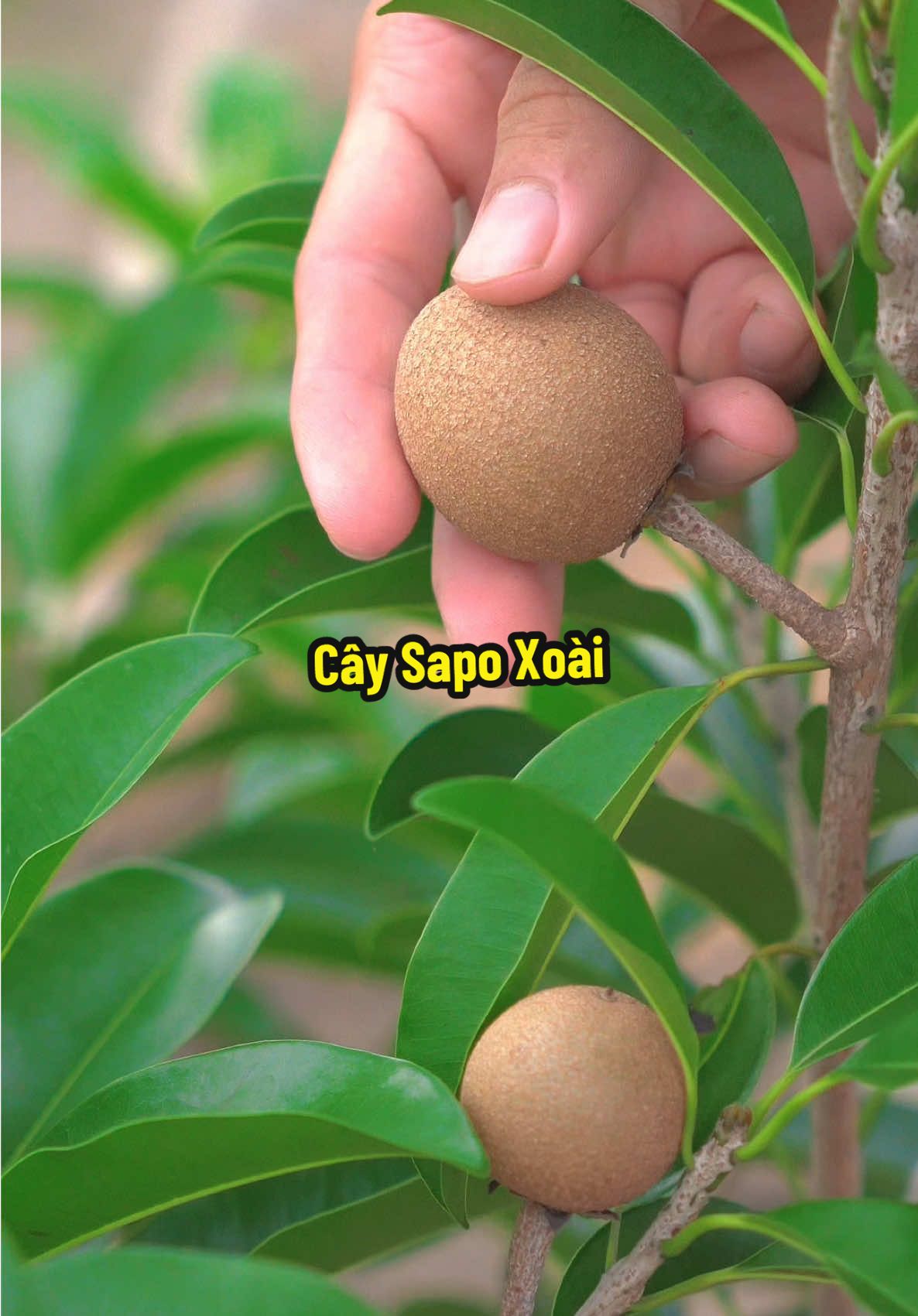 Chăm Cây Sapo Xoài Để Mau Ăn Quả Nè #hienonha 