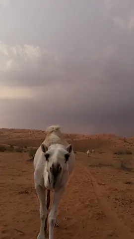 #اكسبلوررر#CapCut#سهيل#الشمال#fyp#لايك#fypシ#اكسبلوررررر#foryoupa#لايكات#explore#الشعب_الصيني_ماله_حل😂✌️#اكسبلورexplore#الشعب_الصيني_ماله_حل#شيلات#ترند#foryou#ترندات_تيك_توك#تصويري#النفود_الكبير 