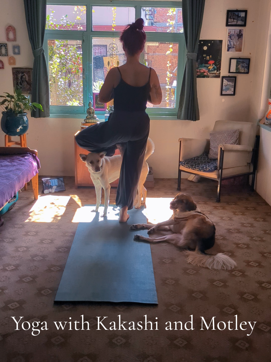 What my morning yoga practise looks like with Kakashi and Motley.   #dogsoftiktok #funnydog #funnyvideo  #workoutmotivation #yoga 