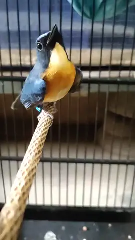 Tledekan gunung gacor menari 💥💥 #tledekangunung #tledekanlaut #tledekanmaniaindonesia #tledekangununggacor #tledekanmania 