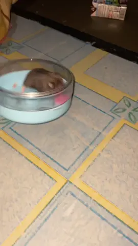 😭😭😭#hamsters #meme #lucu #masukberandafyp #masukberanda 