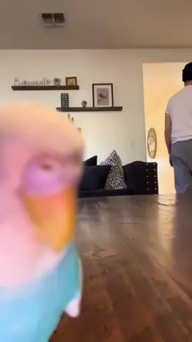 Part 54 | Parrot Shenanigans:3 #parrotsoftiktok #parrot #usa #fyp #fy 
