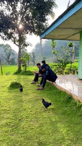 Suasana rumah menghadap sawah yang indah