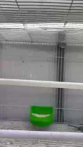 انتاج الصيف #طيورحب😍🦜🧿 #الشعب_الصيني_ماله_حل😂😂 #بادجي_انجليزي #طيورحب🦜 #طفرات_طيور_البادجي 