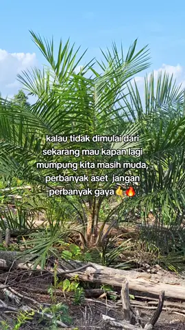 perbanyak aset bukan gaya🤙 #petanimuda #petanisawit #fyp #foryoupage #masukberandafyp 