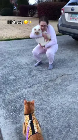 When your cat switches from angel to demon in 0.2s#funnycats #funnyanimals #petvideos #cat #catsoftiktok #fyp #usa #longervideos