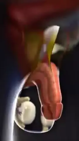 Método tripé na bio. esse e o método fez eu crescer absurdamente em pouco tempo #quiropraxia #coluna #fy #altura #evolução 