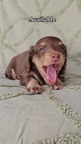 Mini Dachshund puppy yawning 🥱 🥺 #minidachshund #dachshund #puppy #puppies #fyp 