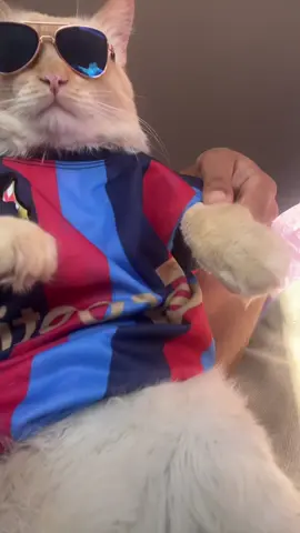#catsoftiktok #barcelona #reggaeton 