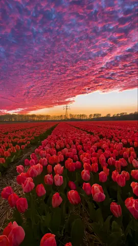 Sunset and tulips,I like both of them✨ #sunset #fyp 
