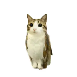 someone said more tomatoes. #meowl #fyp #fy #tomato
