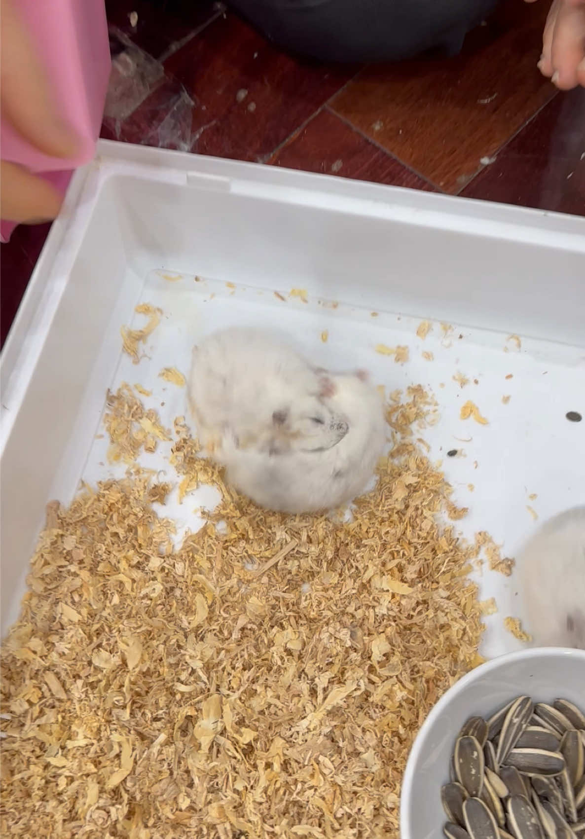 Bé🐭 còn lại nghĩ💬:”Xin đừng đánh nhau xin đừng cải nhau. A Di Đà Phật 🙏”#fyp #dangyeu #hamters 