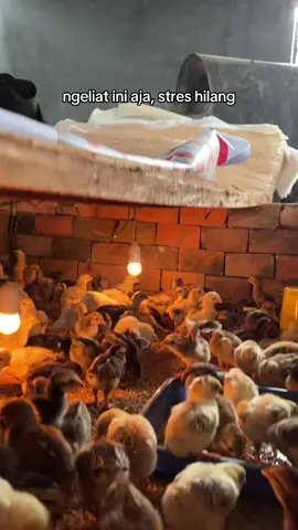Masya Allah, ayam doc kub 2 jenaka kaki kuning mantap😇 #dockub #ayamkub #ayamkub2 #ternakayam #ternakayamkampung #ternakmudah #peternakmuda 