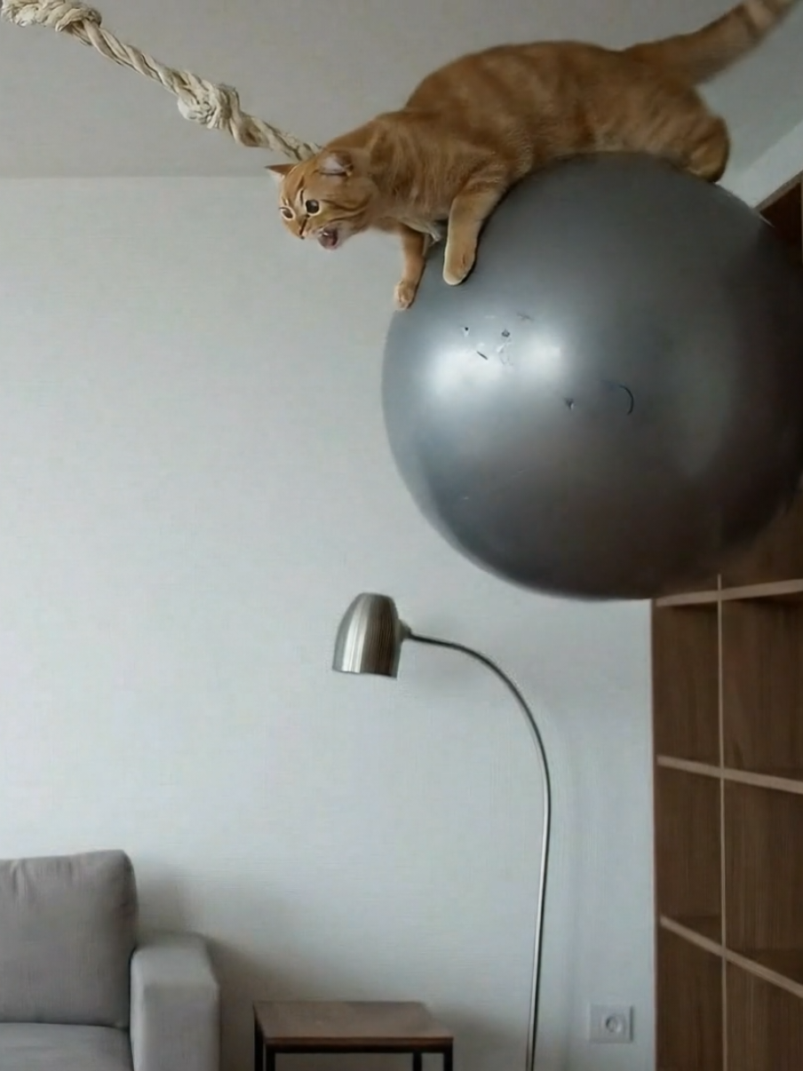 😼🐈 #cat #ai 