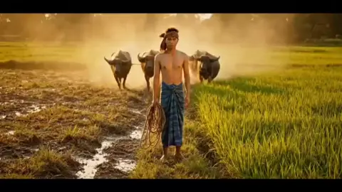 #ကျွဲဂိမ်း#fyp #foryoupage #tiktokmyanmar #viwerတေတက်စမ်း😅👍 